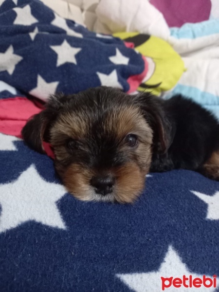 Yorkshire Terrier, Köpek  oscarbey fotoğrafı