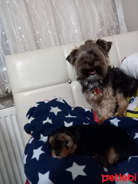 Yorkshire Terrier, Köpek  oscarbey fotoğrafı