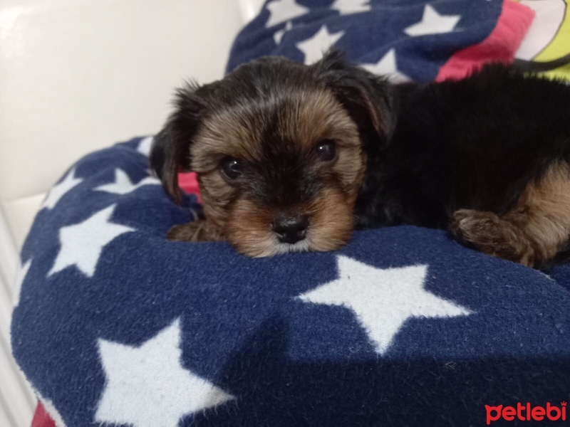 Yorkshire Terrier, Köpek  oscarbey fotoğrafı