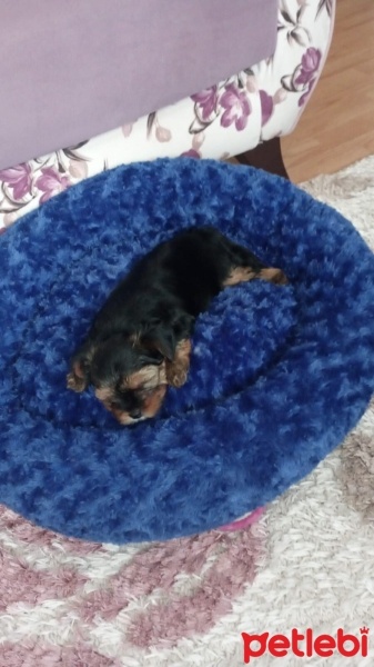 Yorkshire Terrier, Köpek  oscarbey fotoğrafı
