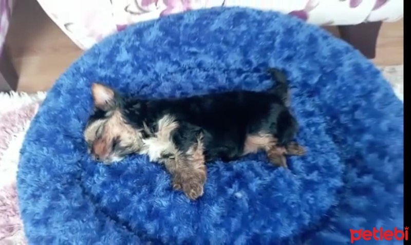 Yorkshire Terrier, Köpek  oscarbey fotoğrafı