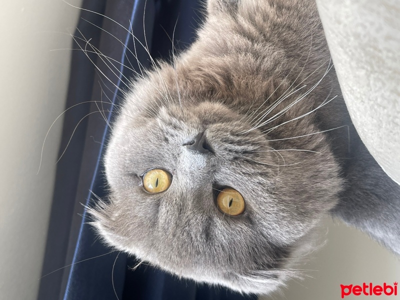 Scottish Fold, Kedi  Sufle fotoğrafı