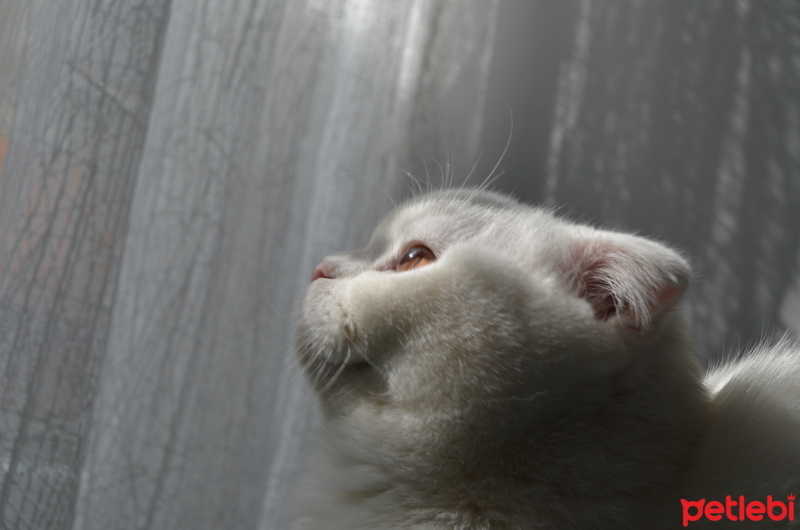 Scottish Fold, Kedi  Angel fotoğrafı