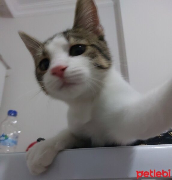 Tekir Kedi, Kedi  Şıpıdık fotoğrafı