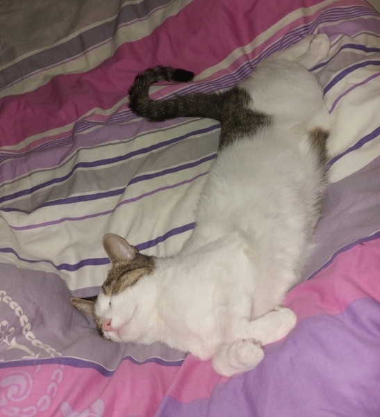 Tekir Kedi, Kedi  Şıpıdık fotoğrafı