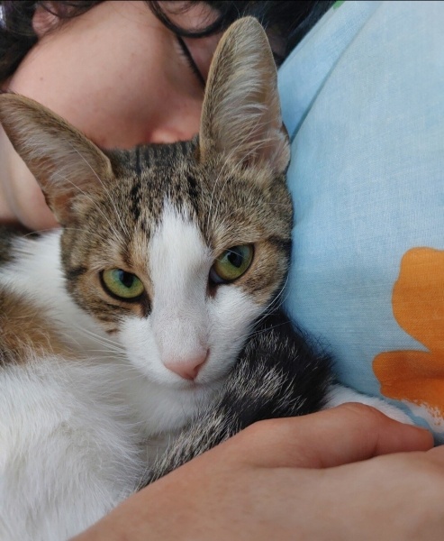 Tekir Kedi, Kedi  Şıpıdık fotoğrafı