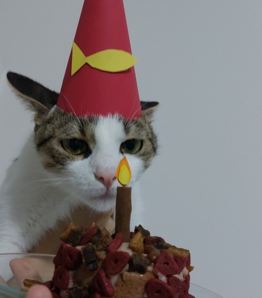 Tekir Kedi, Kedi  Şıpıdık fotoğrafı