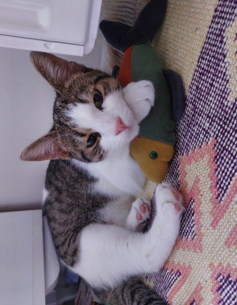 Tekir Kedi, Kedi  Şıpıdık fotoğrafı