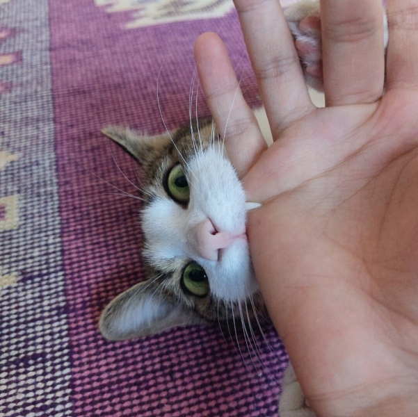Tekir Kedi, Kedi  Şıpıdık fotoğrafı