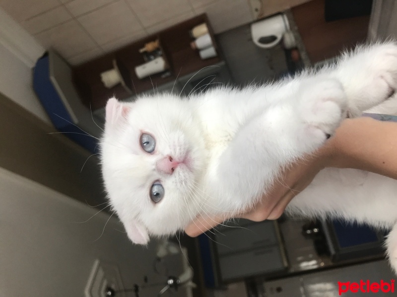 Scottish Fold, Kedi  Balım fotoğrafı