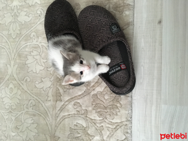 Tekir Kedi, Kedi  Bıdık fotoğrafı