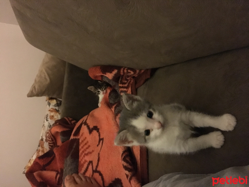 Tekir Kedi, Kedi  Bıdık fotoğrafı