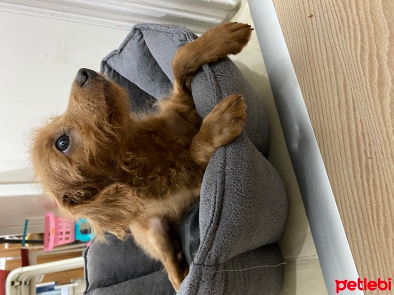 Poodle (Minyatür Kaniş), Köpek  Bobyy fotoğrafı