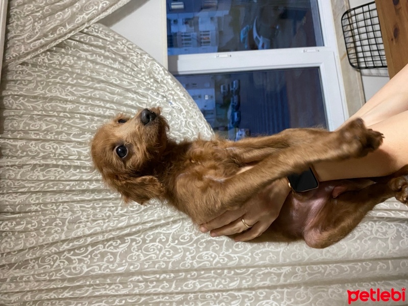 Poodle (Minyatür Kaniş), Köpek  Bobyy fotoğrafı