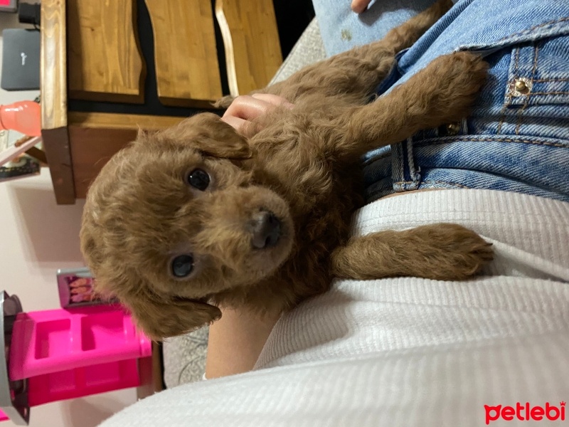 Poodle (Minyatür Kaniş), Köpek  Bobyy fotoğrafı