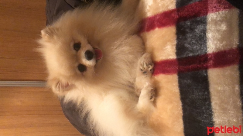Pomeranyalı, Köpek  Leo fotoğrafı
