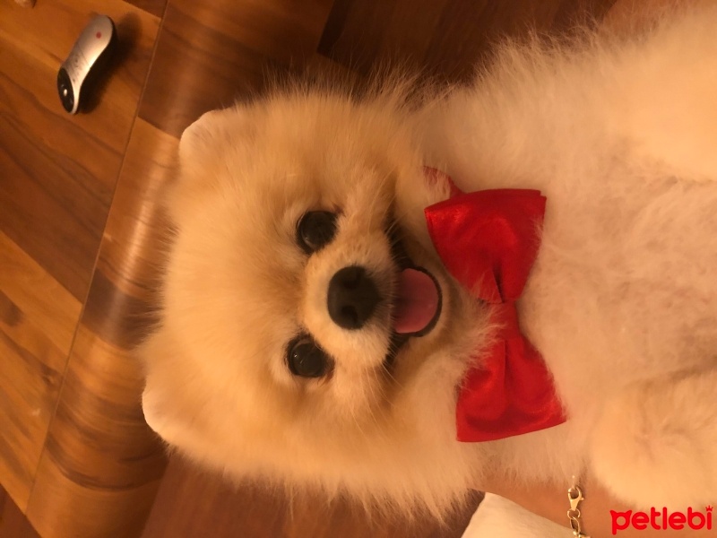 Pomeranyalı, Köpek  Leo fotoğrafı