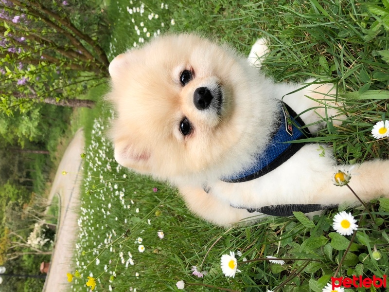 Pomeranyalı, Köpek  Leo fotoğrafı