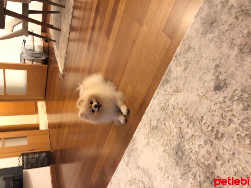 Pomeranyalı, Köpek  Leo fotoğrafı