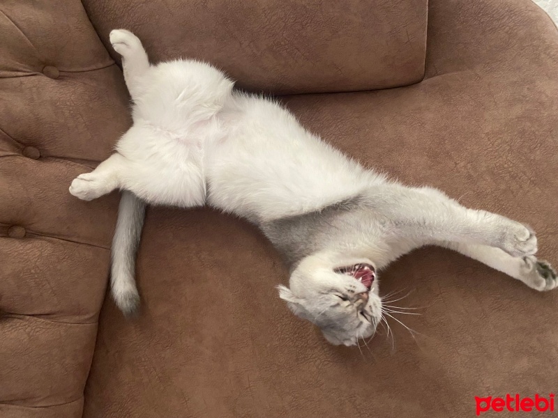 Scottish Fold, Kedi  Sahtara Sulak fotoğrafı