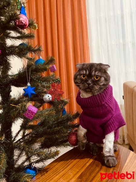 Scottish Fold, Kedi  Paşa fotoğrafı