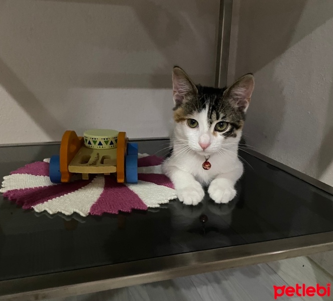 Tekir Kedi, Kedi  Rüya fotoğrafı