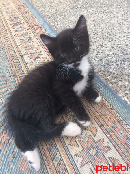 Tuxedo (Smokin) Kedi, Kedi  Kara fotoğrafı