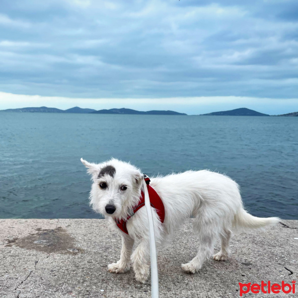 Jack Russell Terrier, Köpek  Mila fotoğrafı