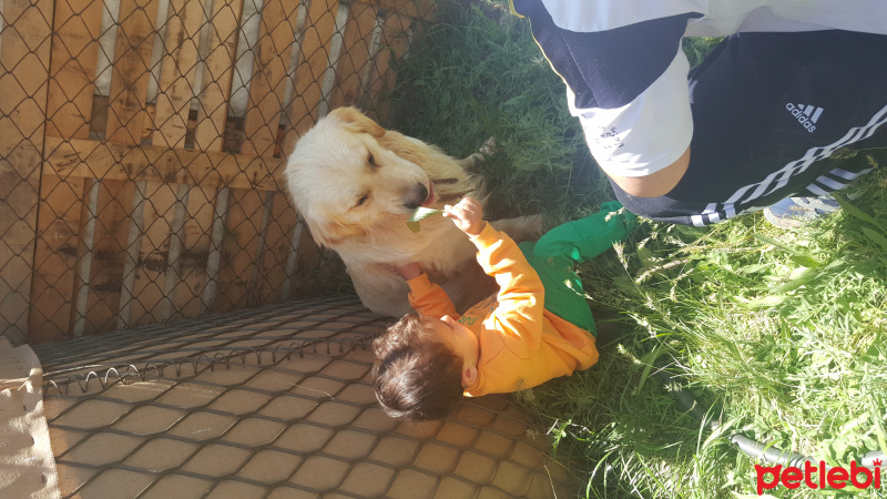 Golden Retriever, Köpek  Goji fotoğrafı