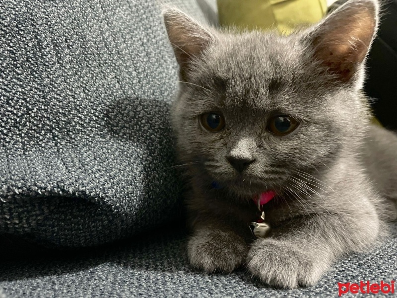 British Longhair, Kedi  venüs fotoğrafı