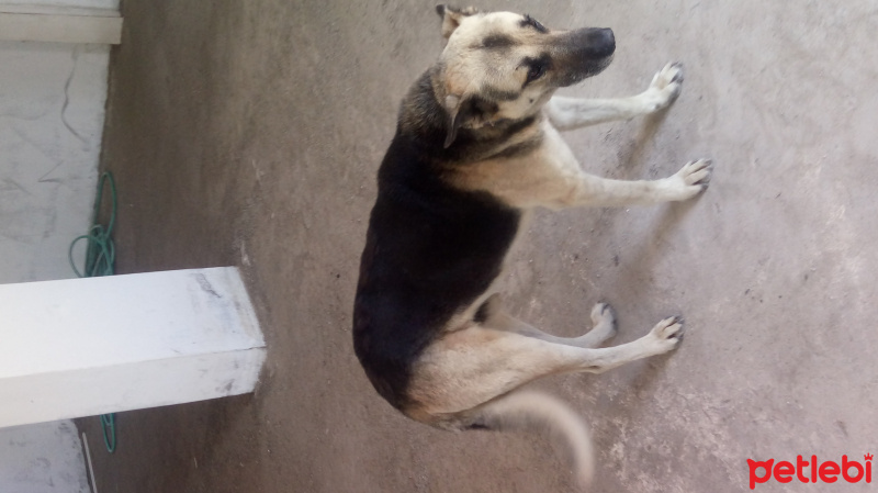 Alman Çoban Köpeği, Köpek  Barut fotoğrafı