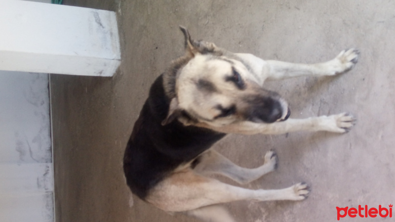 Alman Çoban Köpeği, Köpek  Barut fotoğrafı