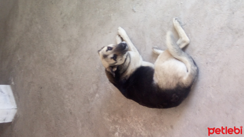 Alman Çoban Köpeği, Köpek  Barut fotoğrafı
