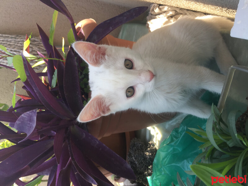 Ankara Kedisi, Kedi  Latte fotoğrafı