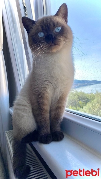 British Shorthair, Kedi  Bulut fotoğrafı