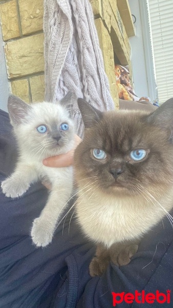 British Shorthair, Kedi  Bulut fotoğrafı