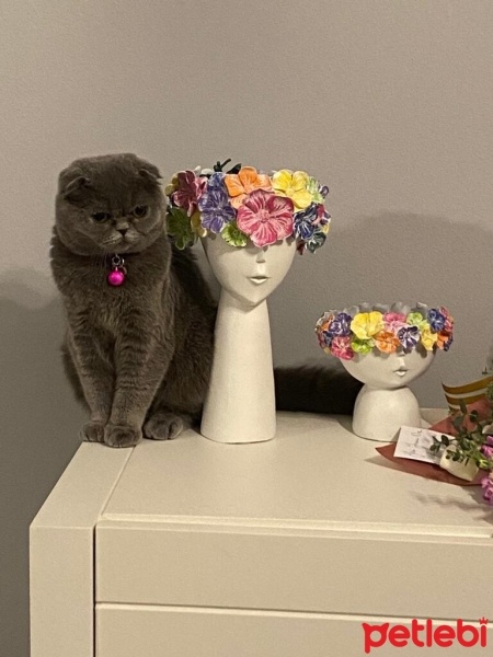 Scottish Fold, Kedi  Paris fotoğrafı