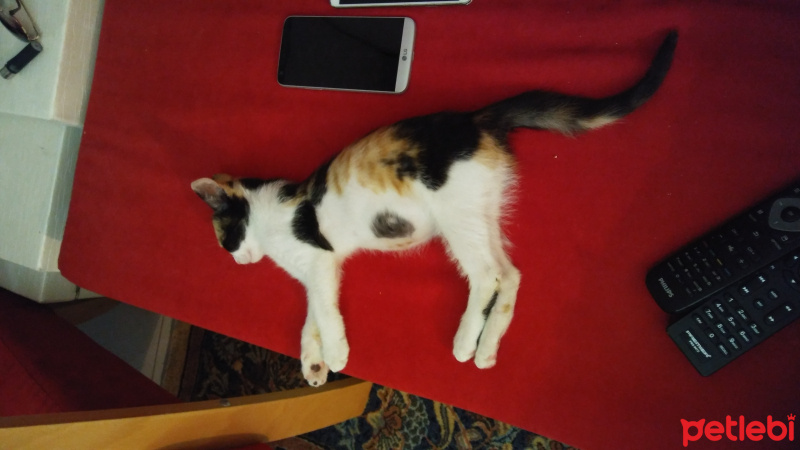 Tiffany/Chantilly, Kedi  Çakıl fotoğrafı