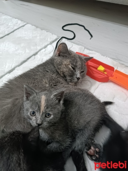 Scottish Fold, Kedi  Zeytin fotoğrafı