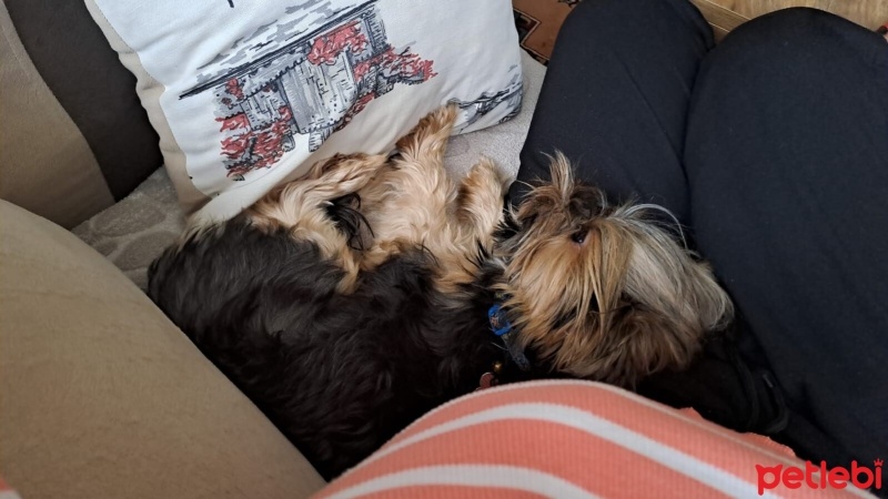 Yorkshire Terrier, Köpek  OSCARR fotoğrafı