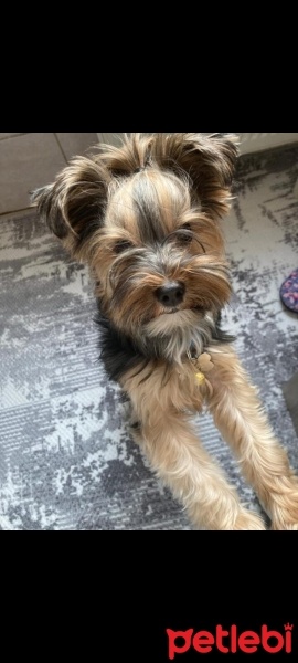 Yorkshire Terrier, Köpek  OSCARR fotoğrafı