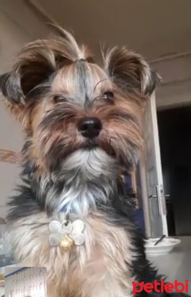 Yorkshire Terrier, Köpek  OSCARR fotoğrafı