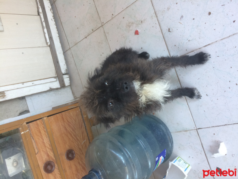 Tibet Terrieri, Köpek  Cesur fotoğrafı