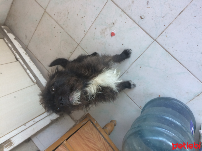 Tibet Terrieri, Köpek  Cesur fotoğrafı