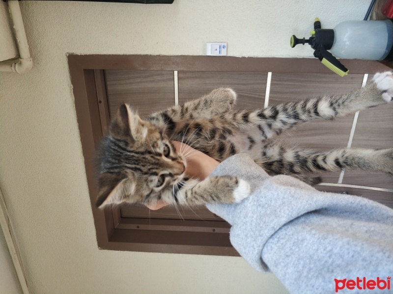 Tekir Kedi, Kedi  Bıdık fotoğrafı