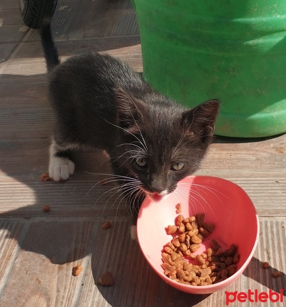 Tekir Kedi, Kedi  Zıpır fotoğrafı