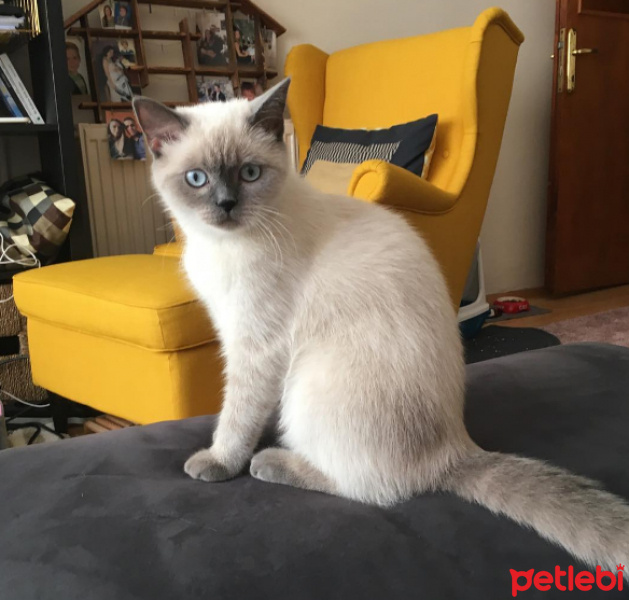 British Shorthair, Kedi  Pickle fotoğrafı