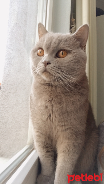 British Shorthair, Kedi  Venüs fotoğrafı