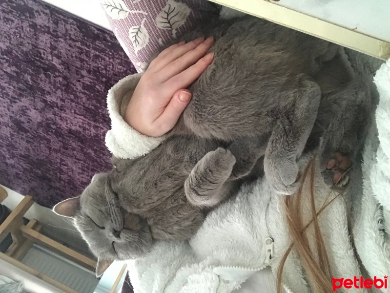 British Shorthair, Kedi  Venüs fotoğrafı