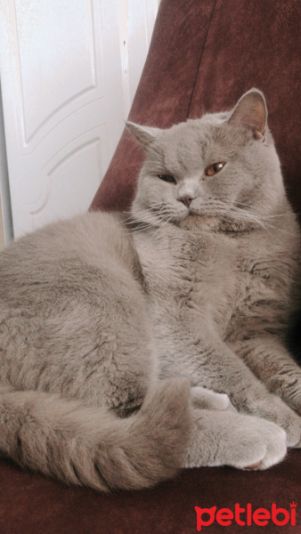 British Shorthair, Kedi  Venüs fotoğrafı